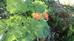 Pelargonium inquinans