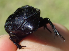 Oplostomus fuligineus