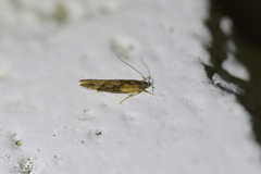 Circoxena ditrocha