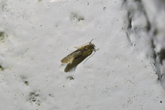 Circoxena ditrocha