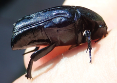 Oplostomus fuligineus