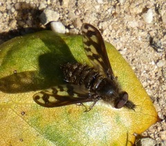 Conophorus fenestratus