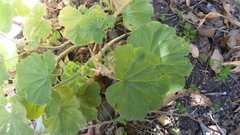 Pelargonium inquinans
