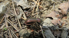 Carabus arvensis