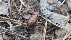 Carabus arvensis