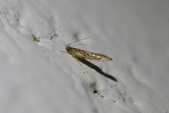 Circoxena ditrocha