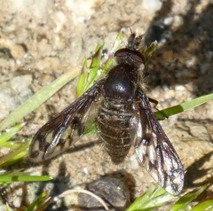 Conophorus fenestratus