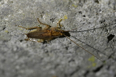 Parellipsidion latipenne