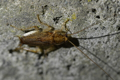 Parellipsidion latipenne