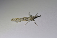 Orocrambus cyclopicus