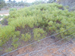 Acacia hakeoides