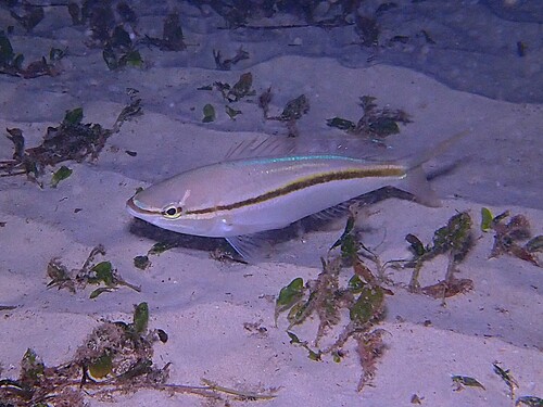 Pentapodus vitta