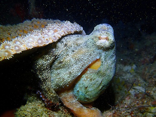 Octopus djinda