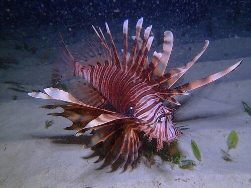 Pterois volitans