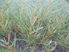 Acacia hakeoides