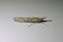 Orocrambus cyclopicus