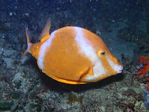 Anoplocapros lenticularis