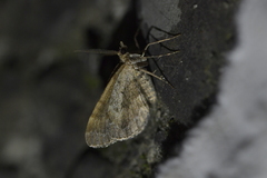 Asaphodes aegrota