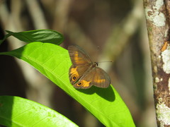 Hypocysta irius