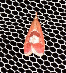 Syntonarcha vulnerata