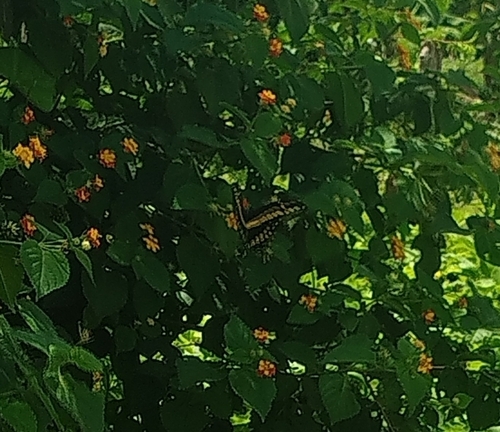 Thoas Swallowtail