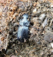 Abax carinatus