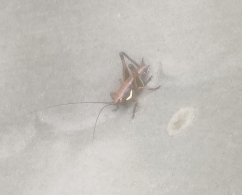 Marbled Bush-crickets