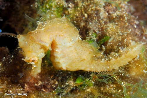 Hippocampus hippocampus