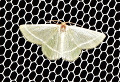 Mixocera latilineata