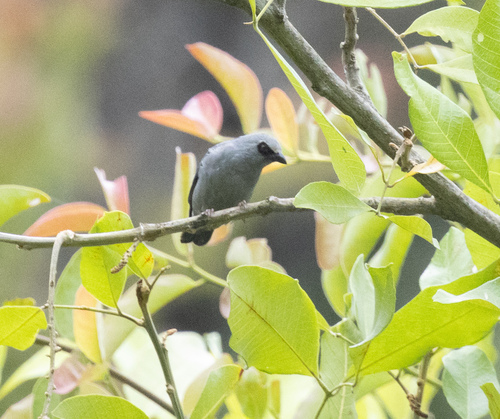 Pale-fronted Nigrita (Nigrita luteifrons), photo 4