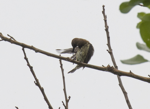 Carmelite Sunbird (Chalcomitra fuliginosa), photo 2