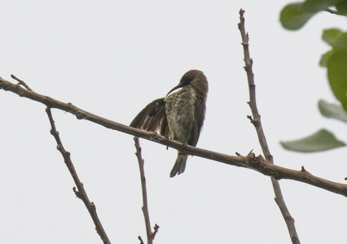Carmelite Sunbird (Chalcomitra fuliginosa), photo 3