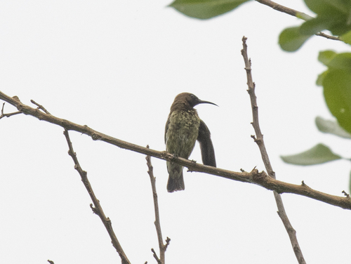 Carmelite Sunbird (Chalcomitra fuliginosa), photo 8