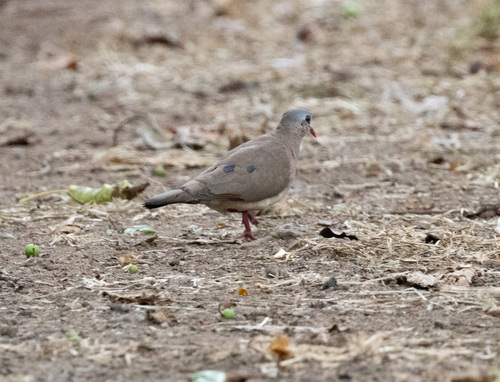 Blue-spotted Wood-Dove