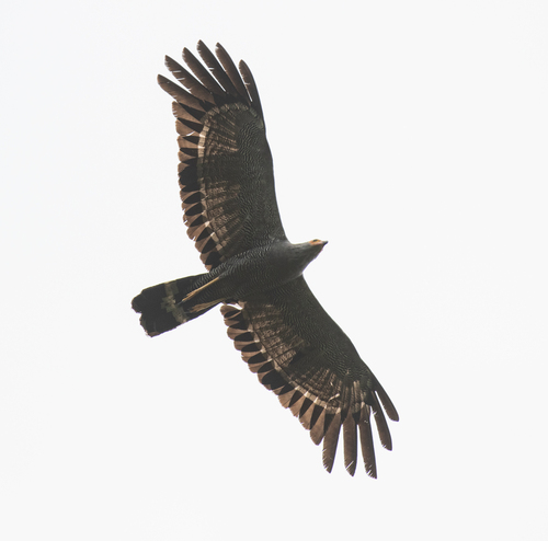 African Harrier-Hawk