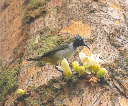 Reichenbach's Sunbird