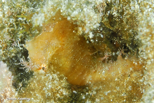 Hippocampus hippocampus
