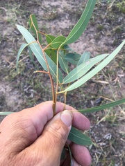 Eucalyptus coolabah