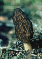 Morchella deliciosa