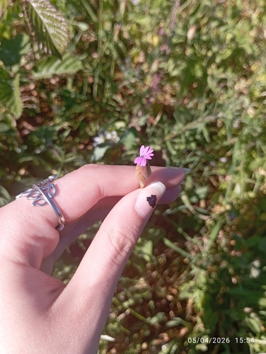 Petrorhagia nanteuilii iNat (1)