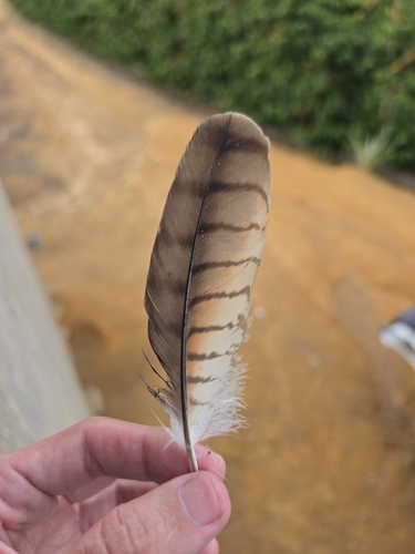 Roadside Hawk