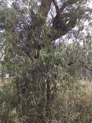 Eremophila bignoniiflora