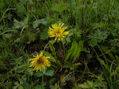 Taraxacum glabrum