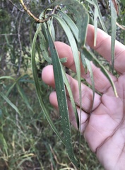 Eremophila bignoniiflora