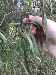 Eremophila bignoniiflora