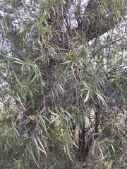 Eremophila bignoniiflora