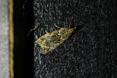 Eudonia minualis