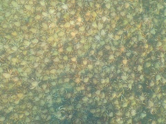 Leptomithrax gaimardii