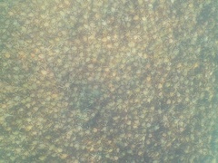 Leptomithrax gaimardii