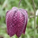 Snake's-head Fritillary - Photo no rights reserved, uploaded by Jeff